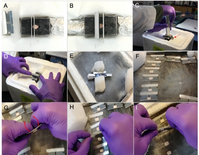 Cryogenic sectioning process; specimen freezing; steps A-I; laboratory technique demonstration.