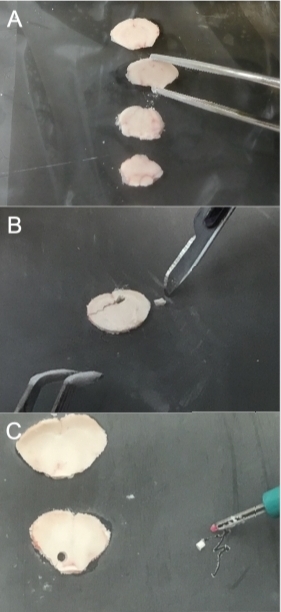 Dissection of brain tissue slices with tweezers in neuroscience experiment.