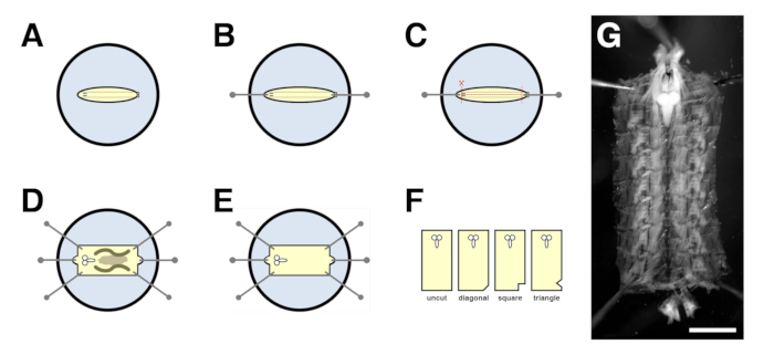 Morphogenetic changes in embryonic development; diagram illustrating various deformation stages.