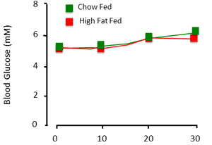Blood glucose levels in chow vs high-fat fed graph showing mM concentration over 30 days.