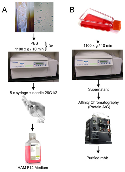 figure-protocol-1 Protein purification process diagram with centrifuge, PBS, affinity chromatography, and purified mAb.