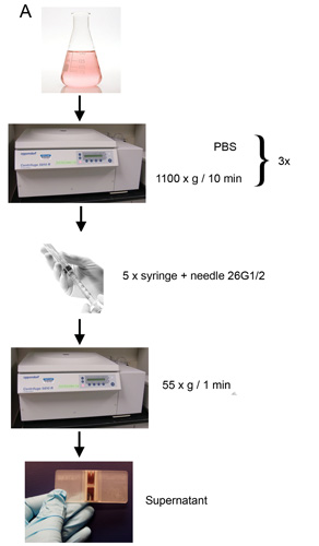 figure-protocol-2 Centrifugation diagram with PBS wash; syringe use; process yields supernatant for analysis.