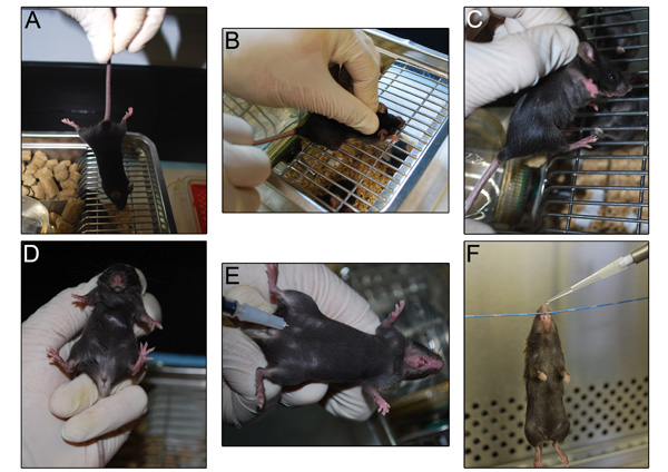 figure-protocol-3 Animal handling techniques, mice restraint, laboratory procedure diagram, experimental setup.