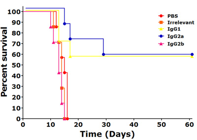figure-protocol-4 Kaplan-Meier survival curve showing percent survival over 60 days for PBS, IgG1, IgG2a, IgG2b.