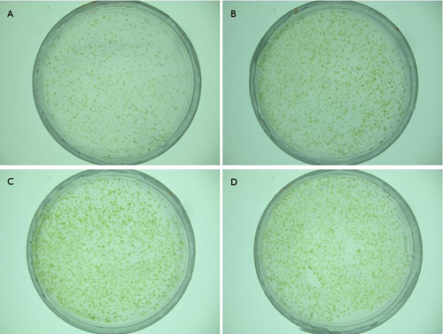 figure-protocol-2 Petri dish growth comparison, experiment results, microbial colony formation analysis.