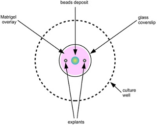 figure-protocol-2 Figura 2