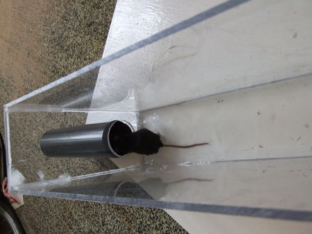 Maze experiment setup with mouse, behavioral study apparatus, anxiety and decision-making analysis.