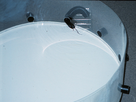 Water maze experiment with rodent, behavioral testing setup for spatial learning and memory analysis.