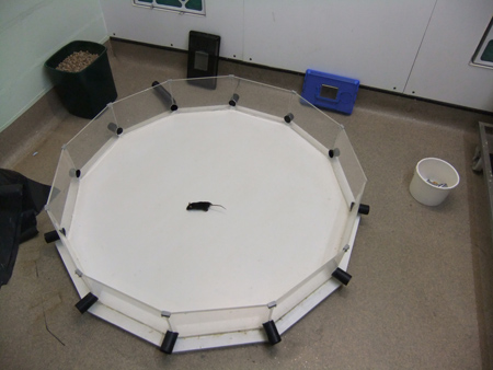 Y-maze test setup for rodent spatial learning and memory, behavioral neuroscience experiment.