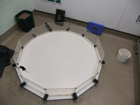 Mouse cognitive behavior maze experiment setup for learning and memory research.