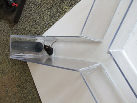 Y-maze experiment; rodent behavior analysis in V-shaped acrylic maze for memory study.