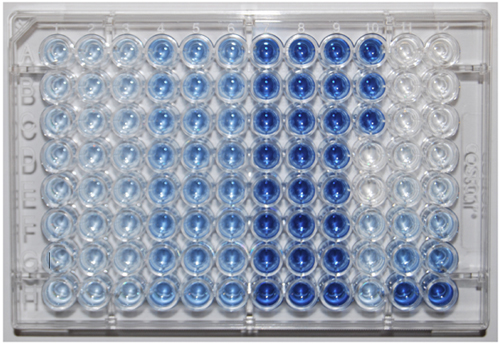 ELISA plate assay showing protein concentration results, blue gradient in wells, experiment analysis.