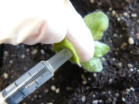 figure-protocol-1 Plant microinjection technique on leaf; syringe in soil; gene editing research experiment.