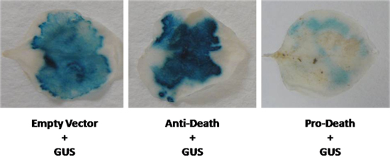 figure-protocol-2 Plant tissue assay; GUS staining; experiment result; gene expression comparison: empty vector, anti-death, pro-death.