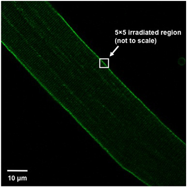 Microscopy image, fiber with irradiated 5x5 region highlighted; scale 10 μm, optical study.