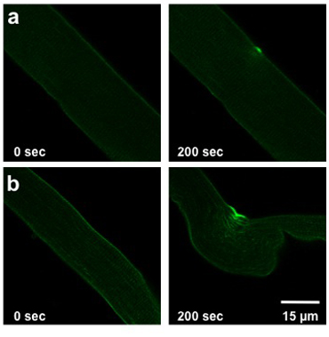Muscle contraction analysis, fluorescence microscopy, time-lapse images, structural changes at 0-200 sec.