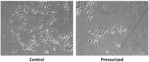 Control vs. Pressurized cell culture, microscopy images showing pressure effects on cell morphology.