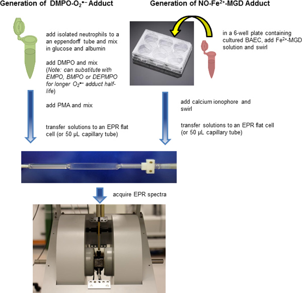 figure-protocol-1 EPR spectroscopy diagram for DMPO-O2 and NO-Fe2-MGD adducts generation, process flow.