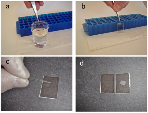figure-protocol-1 Microfluidic chip preparation; liquid handling, sample application, and substrate observation.
