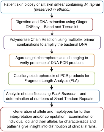 Flowchart of DNA extraction, PCR, electrophoresis, and fragment analysis for bacterial DNA.
