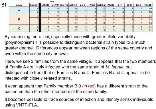 VNTR-FLA table showing allele variability for identifying bacterial strains in families A, B, C.