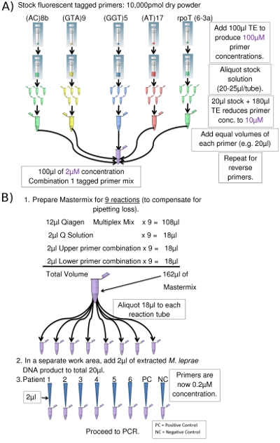 Fluorescent primer preparation and mastermix diagram for multiplex PCR setup, with labeled sample flow.