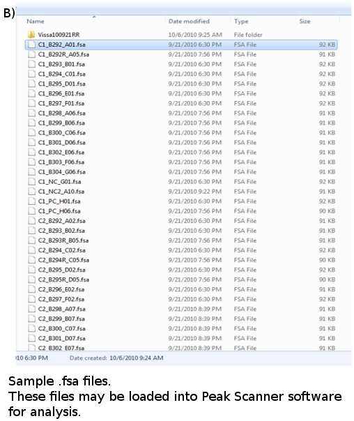 FSA file directory for DNA sequence analysis; view for Peak Scanner software processing.