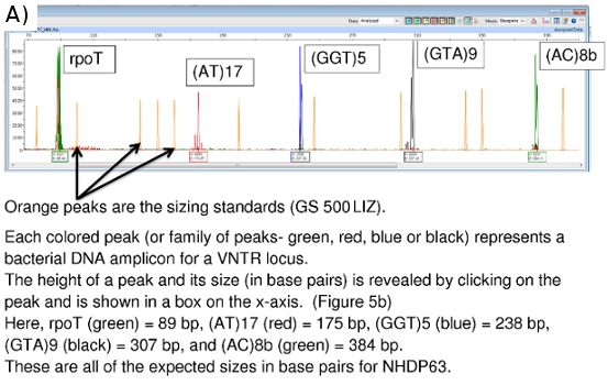 Chromatography DNA amplicon analysis; diagram shows VNTR loci with peaks, sizing standards detailed.