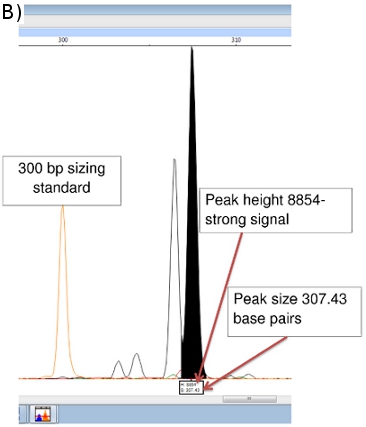 Electropherogram showing DNA fragment analysis; peak height 8854; size 307.43 bp; sizing standard.