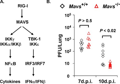 figure-protocol-1 figure-protocol-1