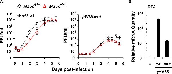 figure-protocol-3 病毒感染生长曲线;Mavs 基因型比较;PFU/ml,mRNA 含量;实验图表。