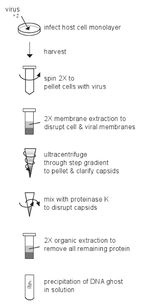 figure-protocol-2 Virus DNA extraction process diagram with centrifugation, ultracentrifugation, proteinase K, and extraction.