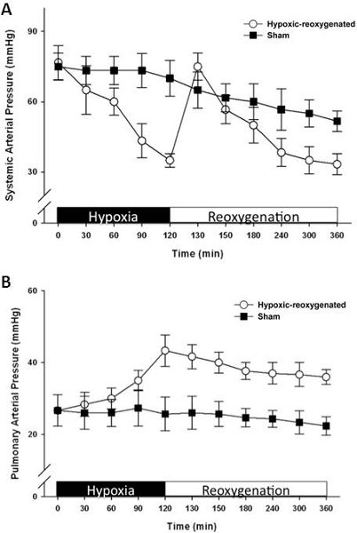 figure-protocol-9 Wykres ciśnienia podczas hipoksji i reoksygenacji; systemiczne oraz płucne ciśnienie tętnicze w czasie; analiza danych.