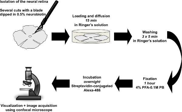 figure-protocol-1 Neural retina isolation process diagram, microscope imaging, neurobiotin staining, confocal microscopy.