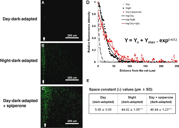 figure-protocol-2 Fluorescence distribution, dark adaptation effects, diagram, exponential fitting, space constant data.