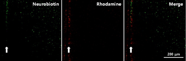 figure-protocol-3 Fluorescence microscopy; Neurobiotin and Rhodamine labeled cells; merged image; scale 200 µm.