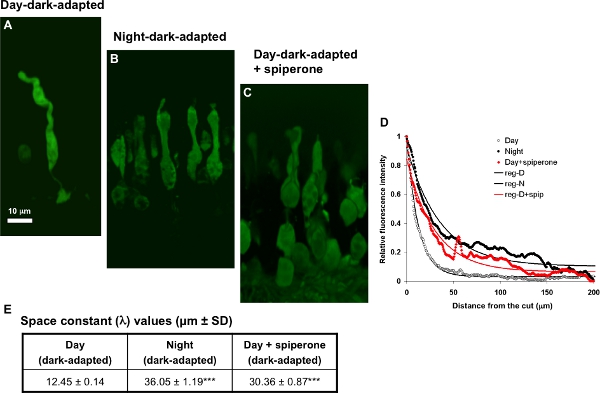 figure-protocol-4 Day-night adaptation microscopy images; fluorescence intensity graph; space constant table comparison.