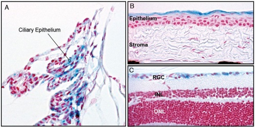 figure-protocol-2 Ciliary epithelium histology; microscopic image comparing epithelium, stroma layers; cellular detail.