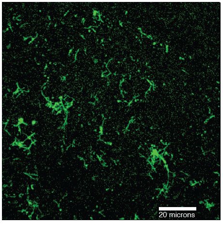 figure-protocol-4 Fluorescent microscopy image of bacterial biofilm structure; magnification at 20 microns scale.