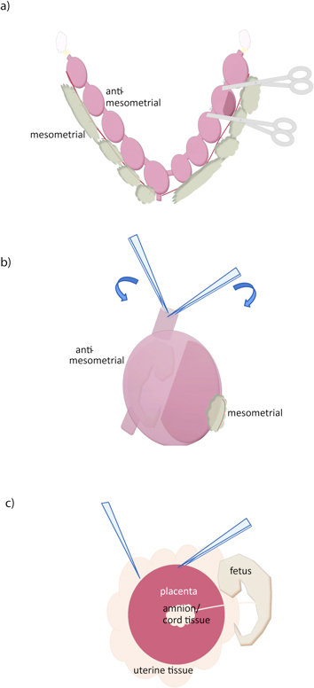 figure-protocol-1 Mesometrial and anti-mesometrial dissection diagram showing fetal and placental positioning.