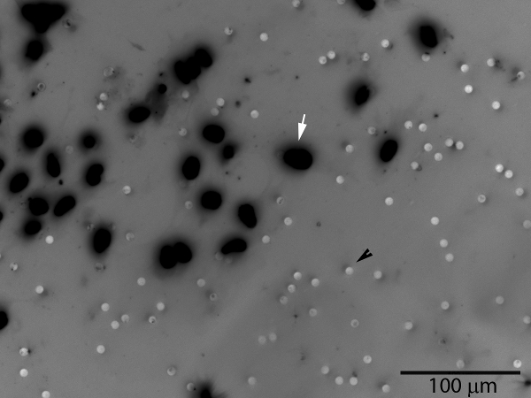 figure-protocol-3 Microscope image of carbon black particles in suspension, size scale shown.
