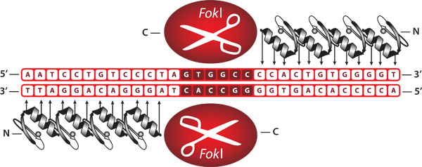 Gene editing process, FokI enzyme action on DNA helix, diagram, DNA cleavage site, sequence analysis.
