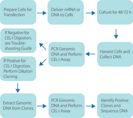 Gene editing process diagram; transfection to DNA sequencing via CEL-I assay and cloning steps.