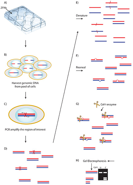 ZFN gene editing diagram; PCR amplification, DNA denaturation, Ce1 enzyme digestion, electrophoresis.