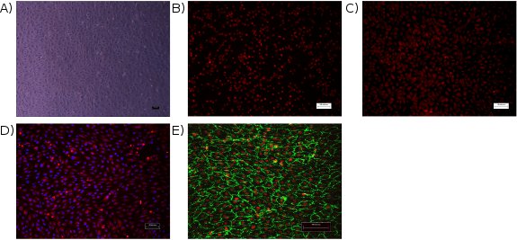 Microscope images: cellular fluorescence analysis, red and green markers, and cell structural study.