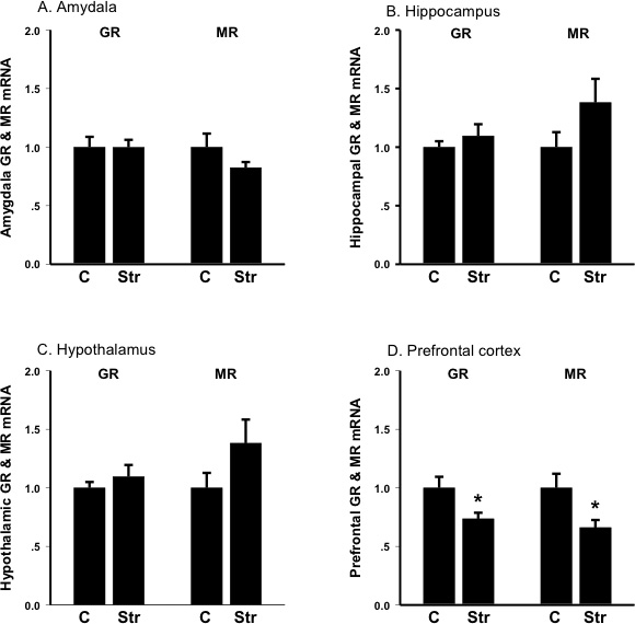 figure-protocol-3 Bar graphs of GR and MR mRNA levels in amygdala, hippocampus, hypothalamus, prefrontal cortex.