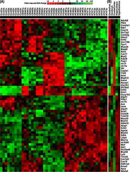 figure-protocol-4 Heatmap diagram showing gene expression levels; red and green indicate differential expression.