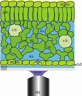 Leaf anatomy diagram, cross-section showing tissues; microscopy; palisade, spongy, epidermis layers.