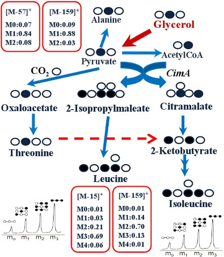 figure-protocol-4 Schemat szlaku metabolicznego, analiza z użyciem znakowania izotopowego, przepływ węgla w syntezie aminokwasów.
