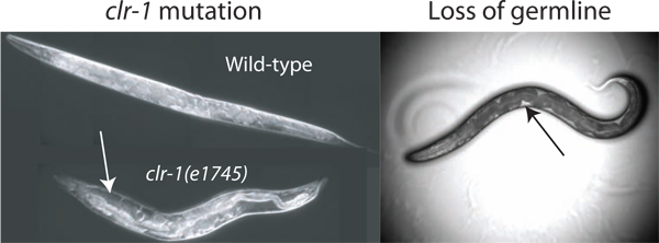 figure-protocol-2 Clr-1 mutation microscopic image, wild-type vs. e1745, Caenorhabditis elegans, germline loss.